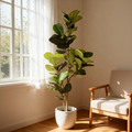 6Ft Artificial Fiddle Leaf Fig Tree With Black Plastic Pot, Real Touch Fake Indoor Plant For Home Office Living Room Corner Decoration, 1Pc Set