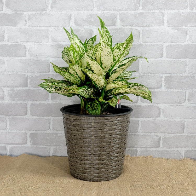 10.2" Self Watering Wicker Decor Planter For Indoor And Outdoor Round Grey