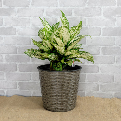 10.2" Self Watering Wicker Decor Planter For Indoor And Outdoor Round Grey