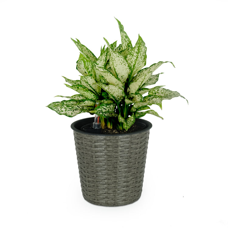10.2" Self Watering Wicker Decor Planter For Indoor And Outdoor Round Grey