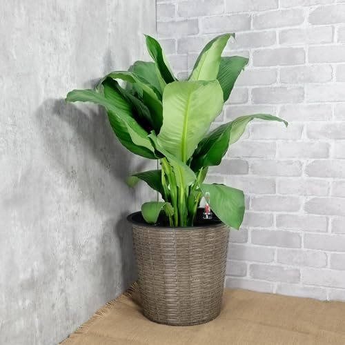 10.2" Self Watering Wicker Decor Planter For Indoor And Outdoor Round Grey