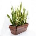 7.8 In. Dark Wood Plastic Rectangle Self Watering Planter Pot