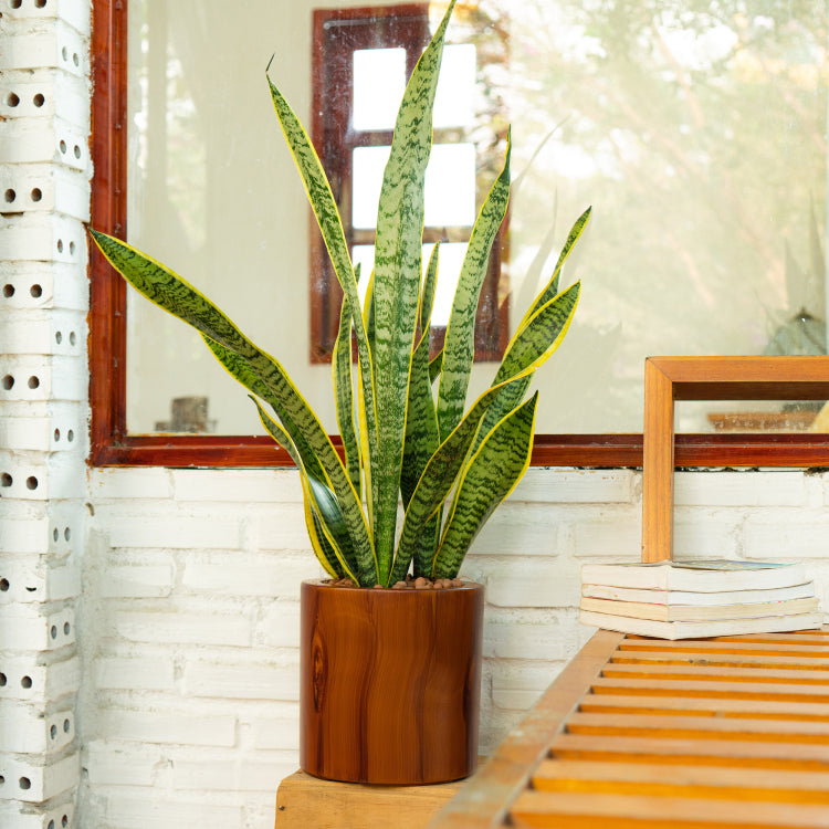 7.8 In. Dark Wood Plastic Self Watering Planter Pot