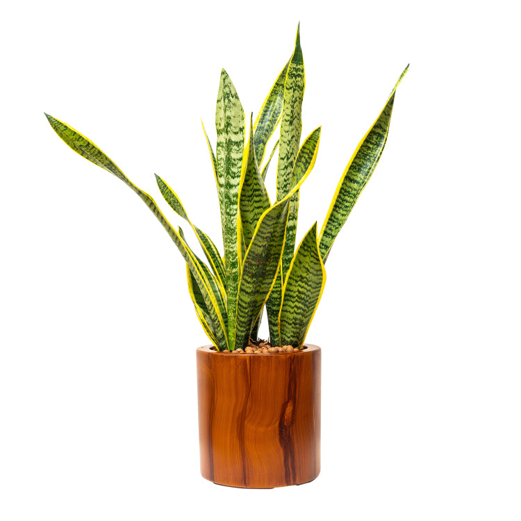 7.8 In. Dark Wood Plastic Self Watering Planter Pot
