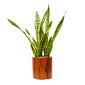 7.8 In. Dark Wood Plastic Self Watering Planter Pot